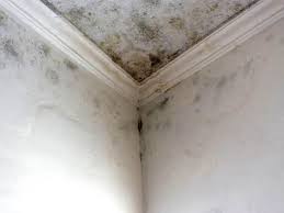 Why You Should Choose Our Mold Remediation Services in Hiawatha, IA